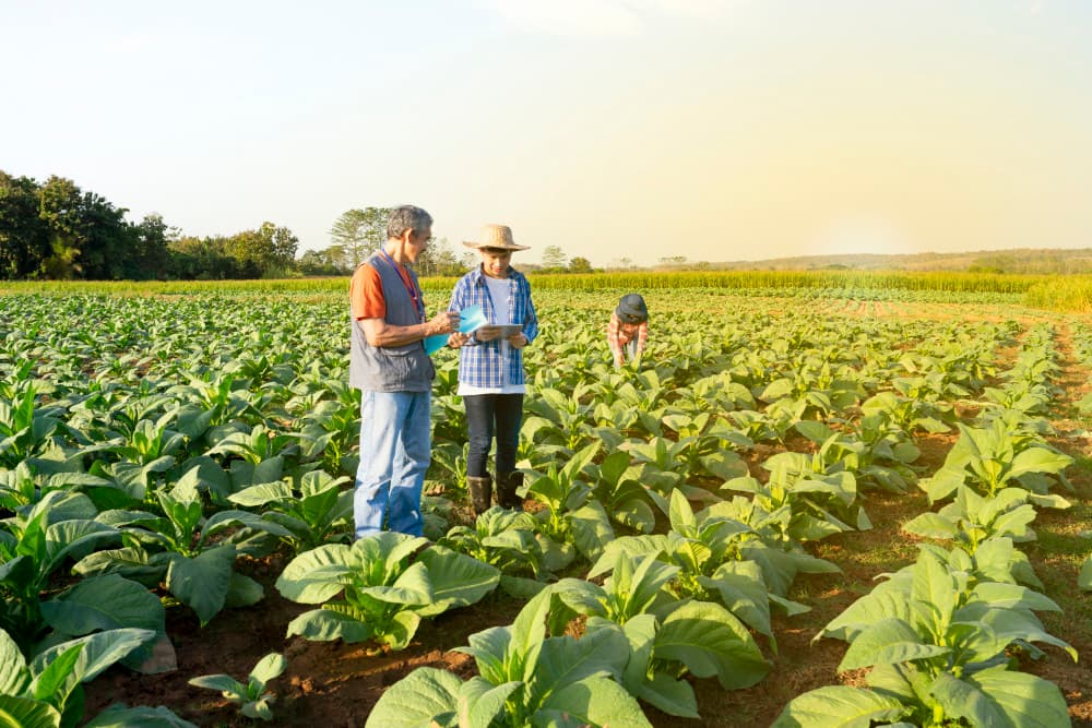 Agriculture employees surveying their crops in the sun